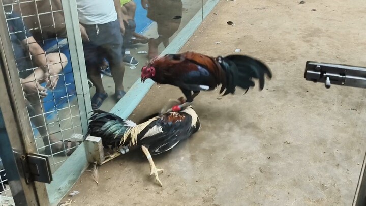 Melsims black Bullstag 🐓