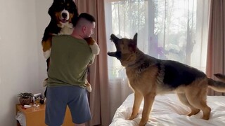 [Chó chăn cừu Đức] Khi người xúc phân nhặt chú chó Bernese Mountain, chú chó chăn cừu Đức đã vô cùng