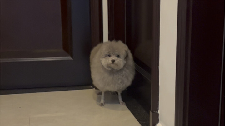 A traditional tap dance performance for you all—thanks for watching!