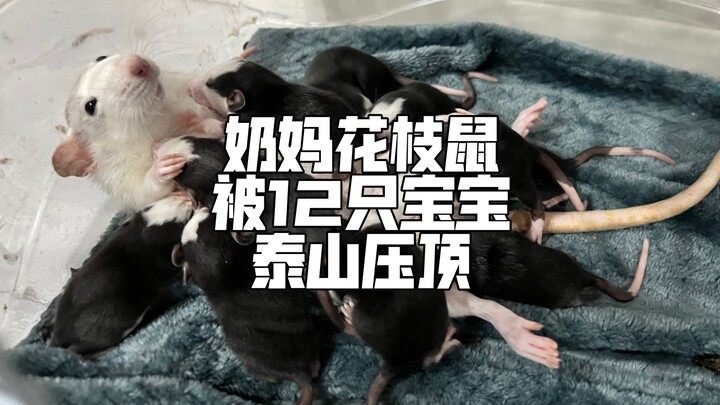 Chuột hamster đang cho con bú, vậy cảm giác bị mút ti suốt 24 giờ mỗi ngày sẽ như thế nào nhỉ?