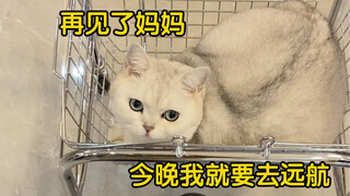 أصبحتُ في عجلةٍ لدرجة أنني صرختُ حتى أضاءت مصابيح الاستشعار في الممر...