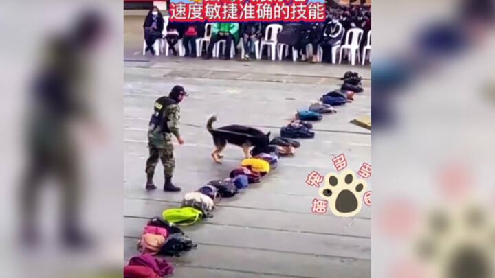 ประสิทธิภาพที่รวดเร็วและแม่นยำของสุนัขตรวจค้นยาเสพติดนั้นสูงกว่าการตรวจสอบด้วยมนุษย์หลายสิบหรือร้อยเ