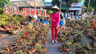 Chợ Hoa Tết ế ẩm Mai Vàng Quất cảnh đồng giá 200k cũng hiếm có người mua chiều 28 Tết ở Sài Gòn