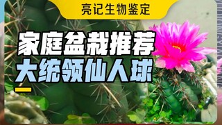 我最喜欢的仙人球品种之一，能观刺又能看花