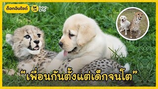 เมื่อ "ลาบราดอร์" และ "ชีตาห์" ต้องกลายมาเป็นเพื่อนกัน | Dog's Clip