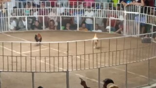 pototan iloilo 5 cock derby.'pale lng malakas'