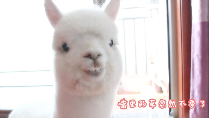 What price do you pay for keeping a llama as a pet? After watching this, do you still think it’s cut
