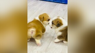 Ai mít hơm 🥰🥰🥰 corgi corgipuppy chó_cưng pet dog chócute chó dogs cún cúncon corgilove