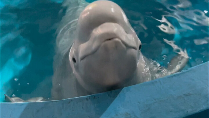 小黑听力挺厉害呀