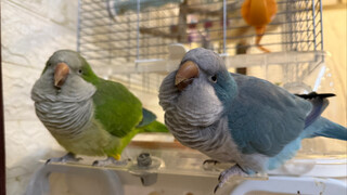 If you raise a parrot, it will automatically turn into a clamp.