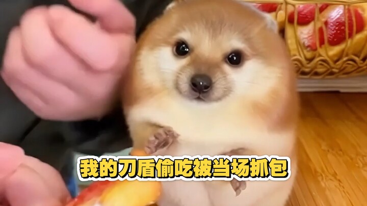 ดาบกับโล่ของฉันช่างน่ารักน่าเอ็นดูเสียจริงๆ