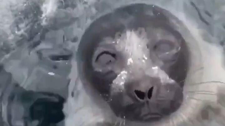 Seorang pria mengukur kedalaman gua es di Kutub Utara, lalu bertemu seekor anjing laut yang menginti