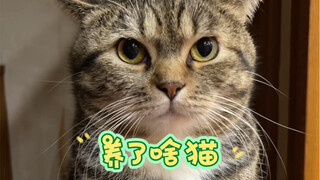 Check out the comments section to see what kind of cats you all have!