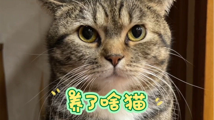 Coba lihat di kolom komentar kucing apa yang kalian pelihara