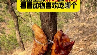 Day 112 | Placing fried chicken and roasted chicken on the mountain to see which one animals prefer.