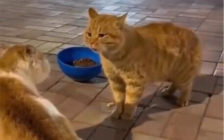 แมวอีกตัว: แกนี่มัน...ด่าแรงเกินไปแล้วนะ!