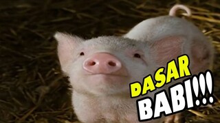 Babi yang bersahabat dengan Laba Laba
