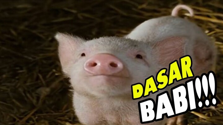 Babi yang bersahabat dengan Laba Laba