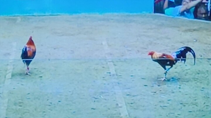 2 cock derby champ 2@ Grand tejero arena