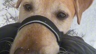 Comfort Dog: The weather is cold but my love for you is getting warmer