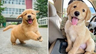 Funniest & Cutest Golden Retriever Puppies 14- Funny Puppy Videos 2020