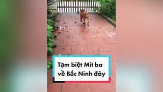 Lại tạm biệt Mít và Hải Phòng ba về Bắc Ninh nhé. Có ai còn nhớ Mít ko nhỉ? cunyeucuadua chó chócon chókhôn chócute chó_cưng chócon chókhôn chómèo xuhuong fyp