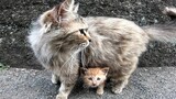 [Hewan]Ketika Kucing Sedang Makan, Lalu Ibunya Datang