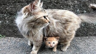 Khi chú mèo con đang ăn thì mèo mẹ đến