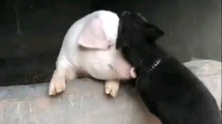 Pig buddies, dog buddies