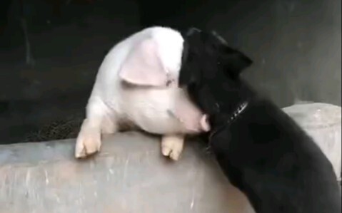 Bạn thân như lợn và chó