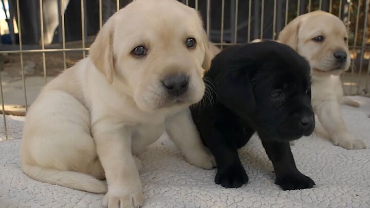 [Cún cưng] Labrador ngoài ăn ra còn tác dụng gì mà được yêu thích vậy?