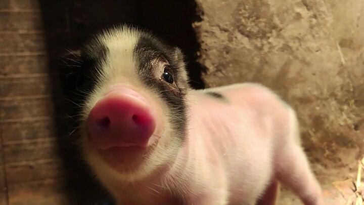 It’s born! It’s born! My pig has given birth.