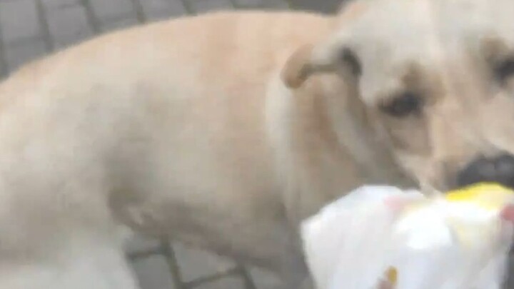 The Dog That Snatches Meals at the University of Business and Economics