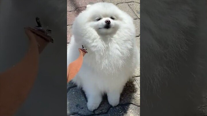 A Pork Bun Shop That Even Puppies Give 5-Star Reviews!