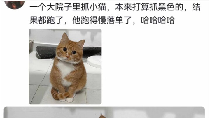 猫咪“为何一群猫咪中偏偏选了我”主人：因为