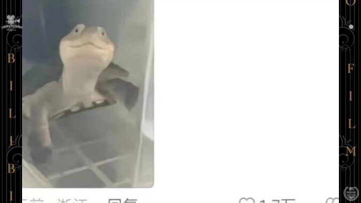เต่าเลี้ยง: “คุณช่างขี้เหงามีน้ำใจเหมือนคุณปู่เลย!”