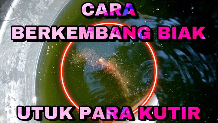 BELAJAR BUDIDAYA KUTU AIR UNTUK IKAN CUPANG