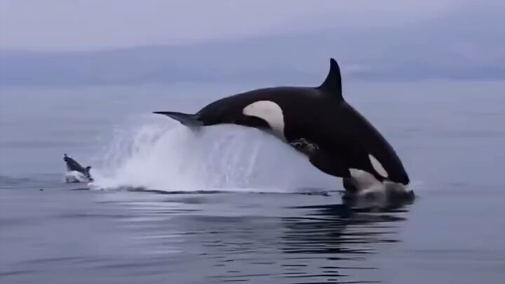 Cats and dogs through a killer whale’s eyes, haha 😄!