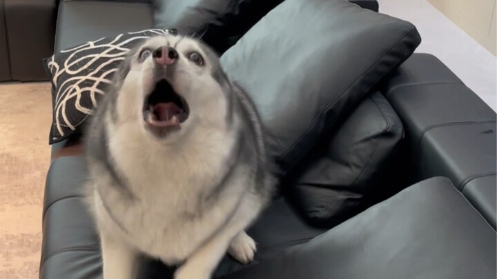 That little pup takes red envelopes way too seriously!