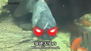 "Scarred Carp" – True masters never complain about their environment❗️ Even Shen Gongbao would have 