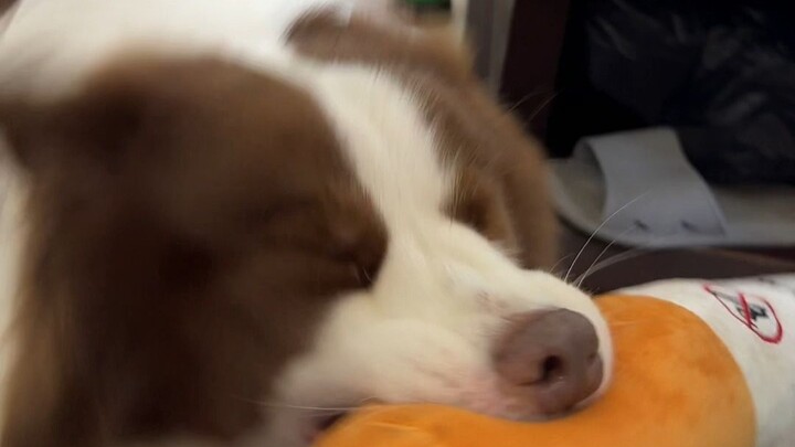Dog: I still have a few tricks up my sleeve.