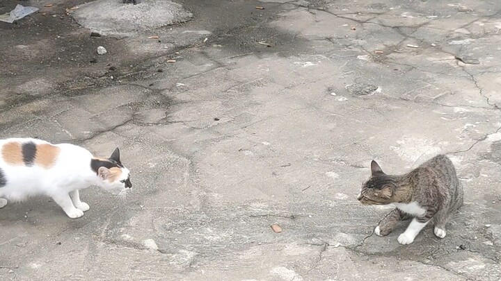 angry cat