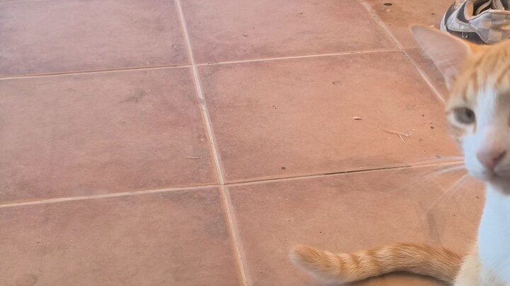 #cuteanimals#dailycat#babycat#petlife