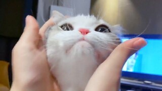 The first rule of cat petting safety: choose a kitty with a good temperament.