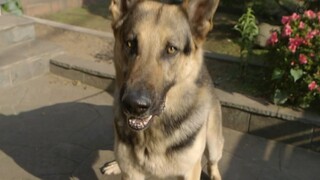 【宇哥】女漫画家密室中离奇身亡，破案者竟是一只狗狗《上锁的房间08》