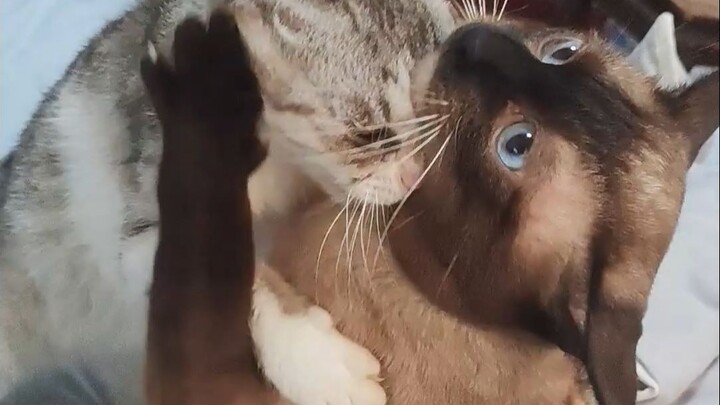 معركة بوكيمون هذه مع القط!