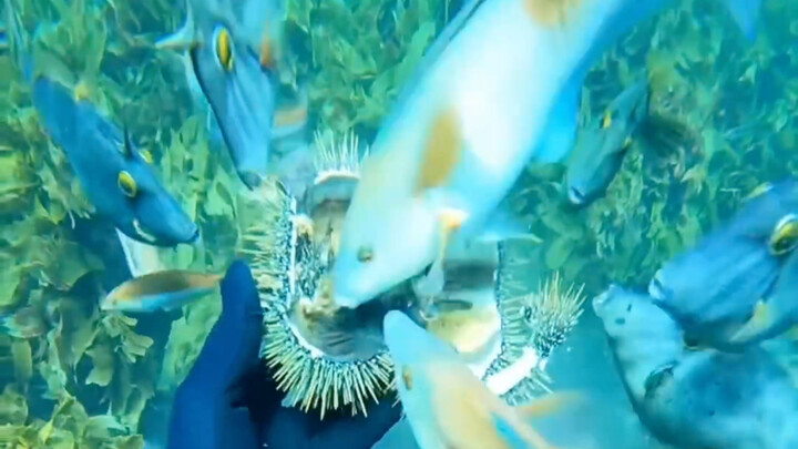 Yuyu: Thanks for your generosity~~ Sea Urchin: Was I just asking for it?