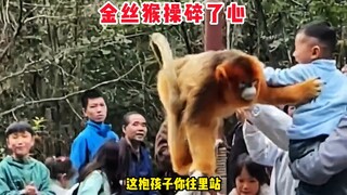 Golden monkey: Take your children to stand inside, it's dangerous on the edge