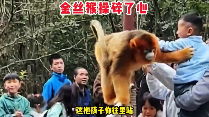金丝猴：带孩子往里站，边上危险