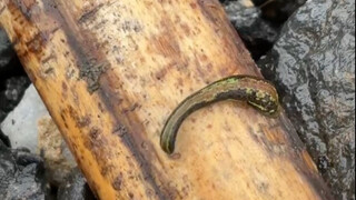 Làm thế nào để phòng tránh loại vắt núi này đây, các cao thủ hãy chỉ giáo một chút